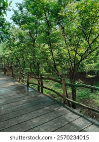 View of the star fruit tree