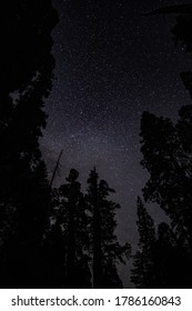 A View Of The Stars In The Night Sky Among Sequoia Trees In Kings Canyon National Park.  