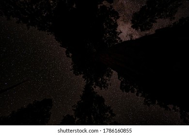 347 Redwood Forest Night Images, Stock Photos & Vectors | Shutterstock