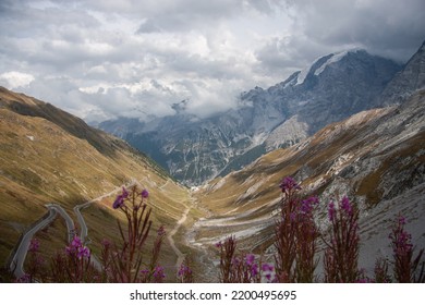 View of the Stelvio pass in Alps with the many turns of it, incredible landscapes and a mountain glacial massif in the background and flowers on the foreground