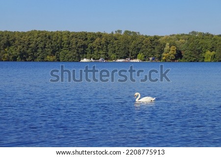 View at Stienitz lake (Stienitzsee) with a cute swan in federal state Brandenburg, Germany