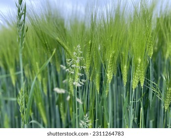 View of the still green cornfield - Shutterstock ID 2311264783