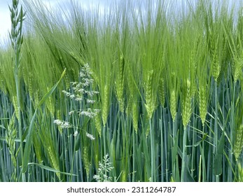View of the still green cornfield - Shutterstock ID 2311264787