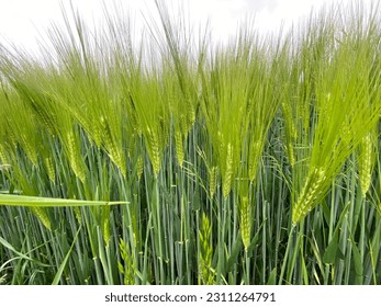 View of the still green cornfield - Shutterstock ID 2311264791