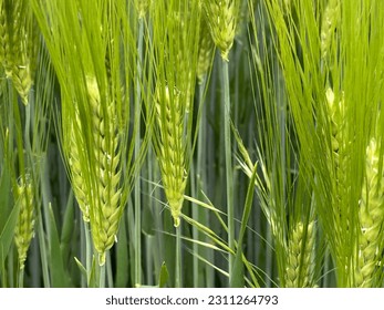 View of the still green cornfield - Shutterstock ID 2311264793