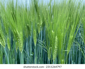 View of the still green cornfield - Shutterstock ID 2311264797
