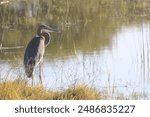 View of a stork on the banks of a watering hole in South Africa