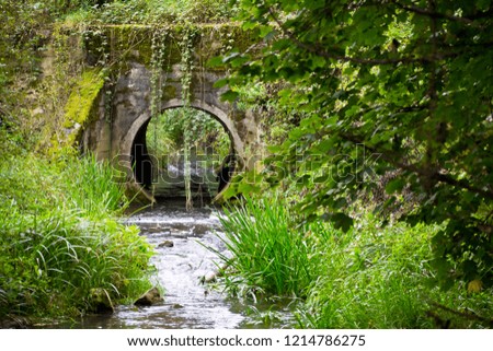 View of the stream and a road culvert at the edge of the forest.