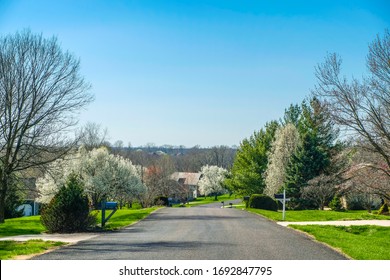 View Of Street In A Midwestern Suburb With Blooming White Bradford Flowering Pears In The Spring; Missouri, Midwest