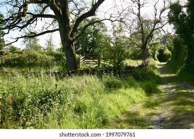 A View Of The Summer Countryside, Worston, Clitheroe, Lancashire, England, Europe