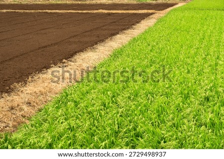 A view of the summer's bountiful rice fields and cultivated fields from the top of a hill