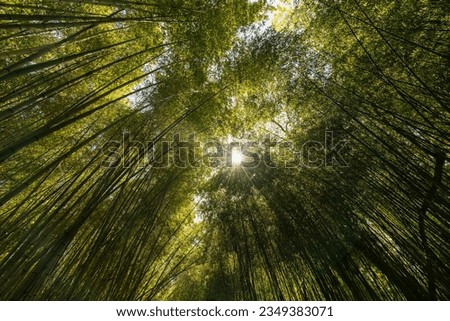 View of the sun breaking through bamboo thickets in the Lower Park of the Sochi Arboretum, Sochi, Krasnodar Territory, Russia