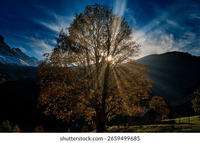 A view of sun rays behind growing tree in background of mountains