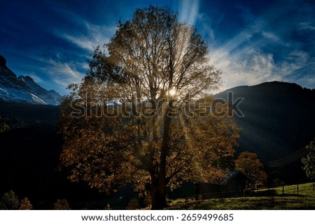 A view of sun rays behind growing tree in background of mountains