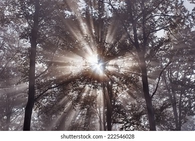  View of Sun rays in misty beech forest
