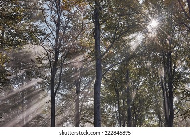 View of Sun rays in misty beech forest