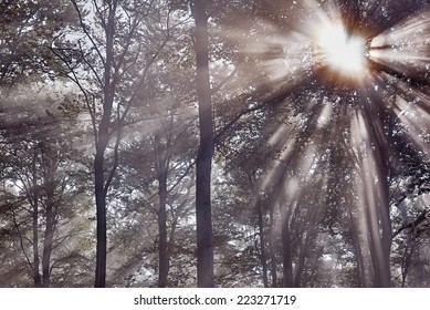  View of Sun rays in misty beech forest