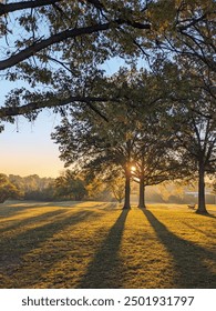 view of sun shining through trees