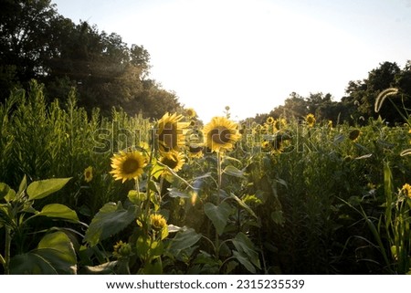 View of sunflower field on sunny day.