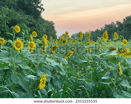 View of sunflower field at sunset.