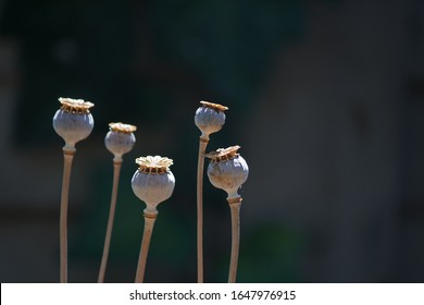 VIEW OF SUNLIGHT ON DRY SEED PODS OF POPPY FLOWERS