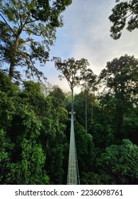 View of sunrise over canopy walkway in Danum Valley rain forest in lahad Datu Sabah Malaysia - Shutterstock ID 2236098761