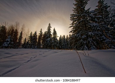 View of sunrise from within a beautiful boreal forest covered in snow during a cold winter morning in Alberta, Canada 