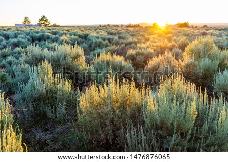 View of sunset sun through grass green desert sage brush plants in Ranchos de Taos valley and green landscape in summer with sunlight