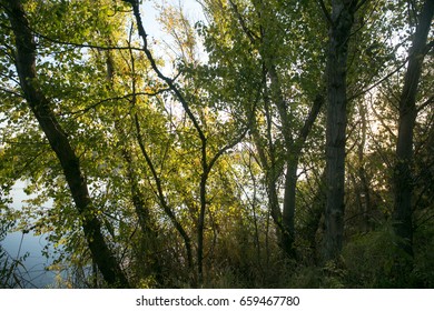 view of sunset with trees and water reflection in a lake.