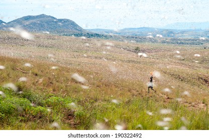 View Of Swarm Of Locusts And A Child