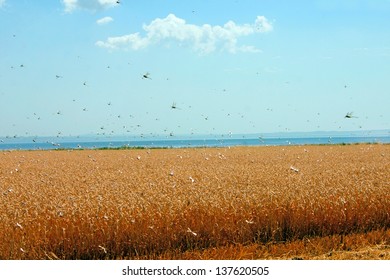 View Of Swarm Of Locusts And Wheat Field