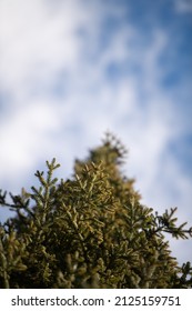 View Of Tall Lodge Pole Pine Tree Looking Up At Tope Of Evergreen On Top Blue Sky With White Clouds Natural 
 Environment Outside On Nice Day Empty Space For Type Content Or Logo Vertical Background 