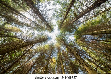 View of of tall pine tree forest a common type of coniferous resinous trees viewed from below - Shutterstock ID 549469957