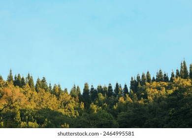 View of tall pine trees against a clear blue sky, capturing the serene beauty of nature. Perfect for nature enthusiasts and outdoor photography. - Powered by Shutterstock