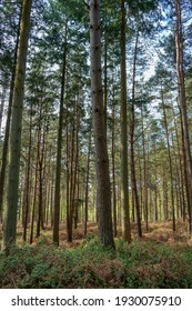 View In To Tall Pine Trees On A Summers Day 