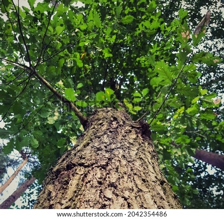 View of the tall tree from below. Tree trunk and green tree crown. Oak bark. Natural green wallpaper. Beautiful oak tree. Tall oak growing in to the sky.