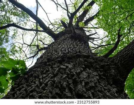 View of the tall tree from below. Tree trunk and green tree crown. Oak bark. Natural green wallpaper. Beautiful oak tree. Tall oak growing in to the sky.