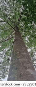 View of tall trees from below