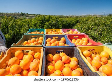 View of tarocco oranges on boxes during harvest time in Sicily