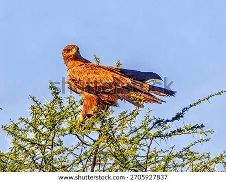 View at Tawny eagle on a tree in Ethiopia