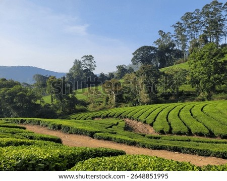 The view of a tea estate. 
