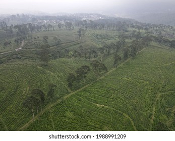 The View Of The Tea Garden From Above