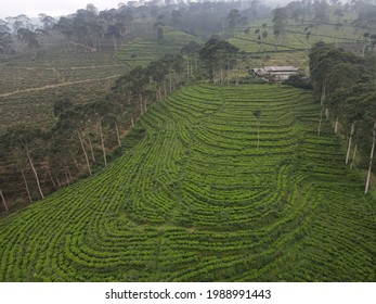 The View Of The Tea Garden From Above