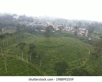 View Of The Tea Garden In The Countryside Seen From Above