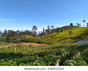 View of tea gardens, community fields, and strawberry fields in ciwidey, bandung, indonesia