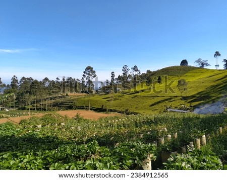View of tea gardens, community fields, and strawberry fields in ciwidey, bandung, indonesia