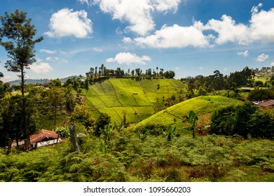 View Of Tea Plantation On The Slopes Of Mount Kenya