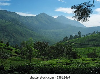 View Of Tea Plantations In The Nilgiri Mountains