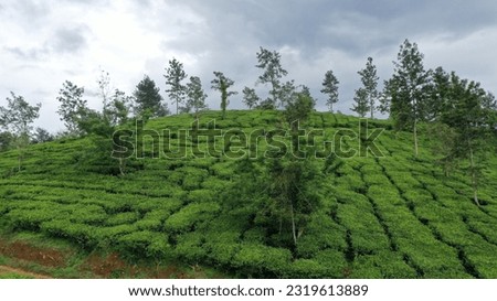 View of Tea Plantations in Wayanad, District of Kerala, India