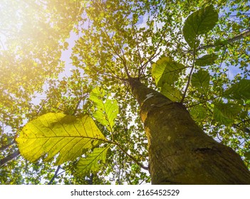 view of teak trees in the forest, teak trees in the morning, nature background, teak trees in tropical forest, nature wallpaper, teak tree of life - Shutterstock ID 2165452529